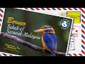 Tropical Birding Virtual Birding Tour to Borneo (Sabah & Sarawak Malaysia) by Ken Behrens