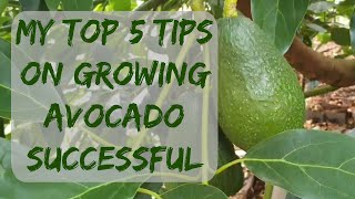 my top 5 tips on growing avocado successful