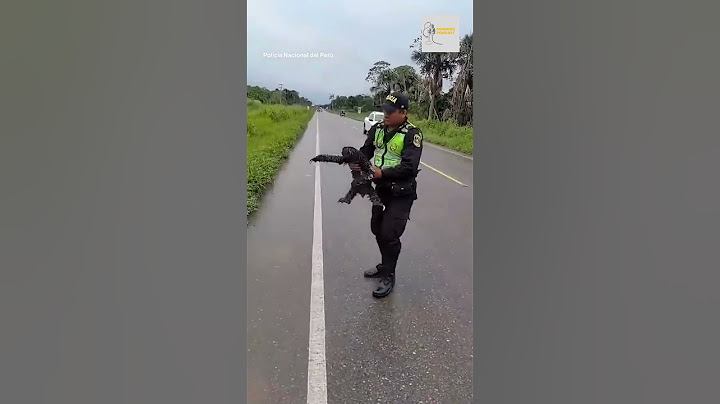 Police rescue sloth on the road #animals #cute #police #peru #fyp #viral #rescue