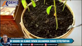 EVİN SALONUNDA ESRAR YETİŞTİRİYORDU Resimi