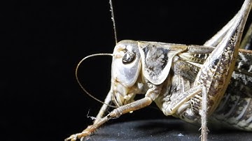 Grasshopper Sound SLOW Motion