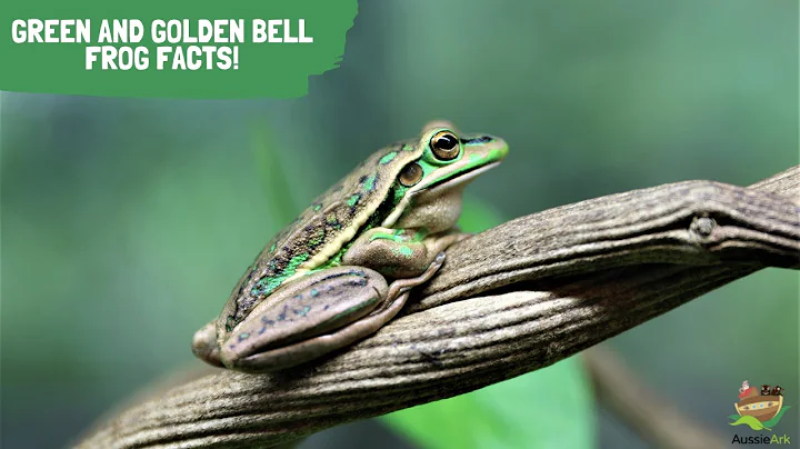 Green and Golden Bell Frog Facts!