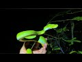 A night for Pythons! Finding Green Pythons, Scrub Python & a Water Python