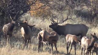 Colorado Bugling Bulls on Public Land - 2016