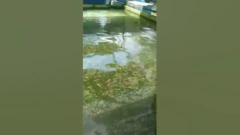 NanoBubbles On Fish Farm After 3 hours