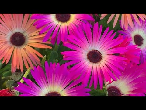 It's easy to grow Livingstone Daisy/ Buck Bay vygie/Middagsblomst/Mesembryanthemum crini