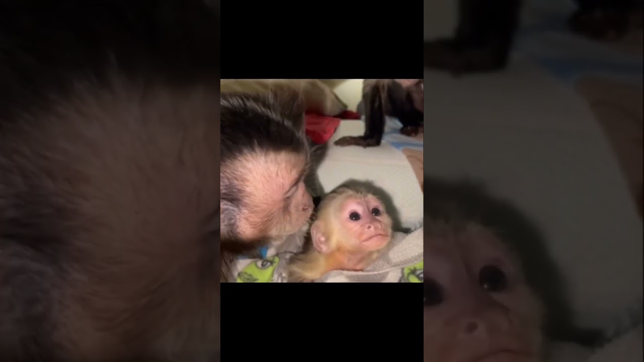Baby white faced capuchin monkey having discussion with black capped capuchin monkey!