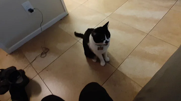 My cat does dog tricks!