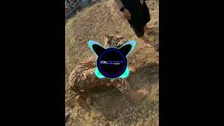 Download Lagu DJ BANTENGAN‼️ EHOHEH‼️ BOJO LORO‼️ SPECIAL PERFORMANCE HPC OFFICIALL ‼️REMIXER BY CETET RVLTN‼️ MP3