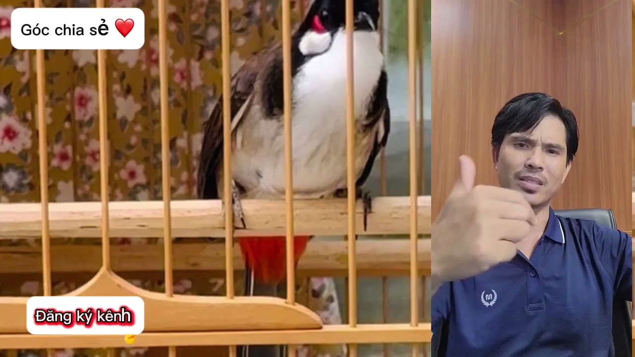 A TUẤN LINH LÊ CHIA SẺ /CÁCH NUÔI CHIM CHÀO MÀO/CÁCH ĐIỀU LỰC CHO CHIM THI ĐẤU/CÁM BỘ BA PHÉP THUẬT 