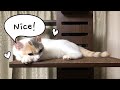 子猫のしろちゃんにキャットタワーをプレゼントしました　Cat tower has arrived. The cat looked very happy.
