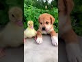 #dog There is an emotion called growing up together with Duck baby🥰 #dogs #pet #dogsoftiktok #funny