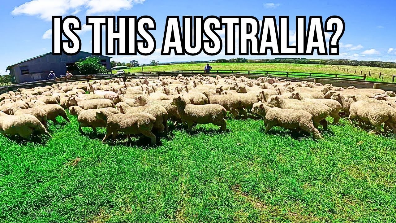 SORTING LAMBS ON THE GREENEST FARMLAND IN AUSTRALIA