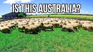 SORTING LAMBS ON THE GREENEST FARMLAND IN AUSTRALIA