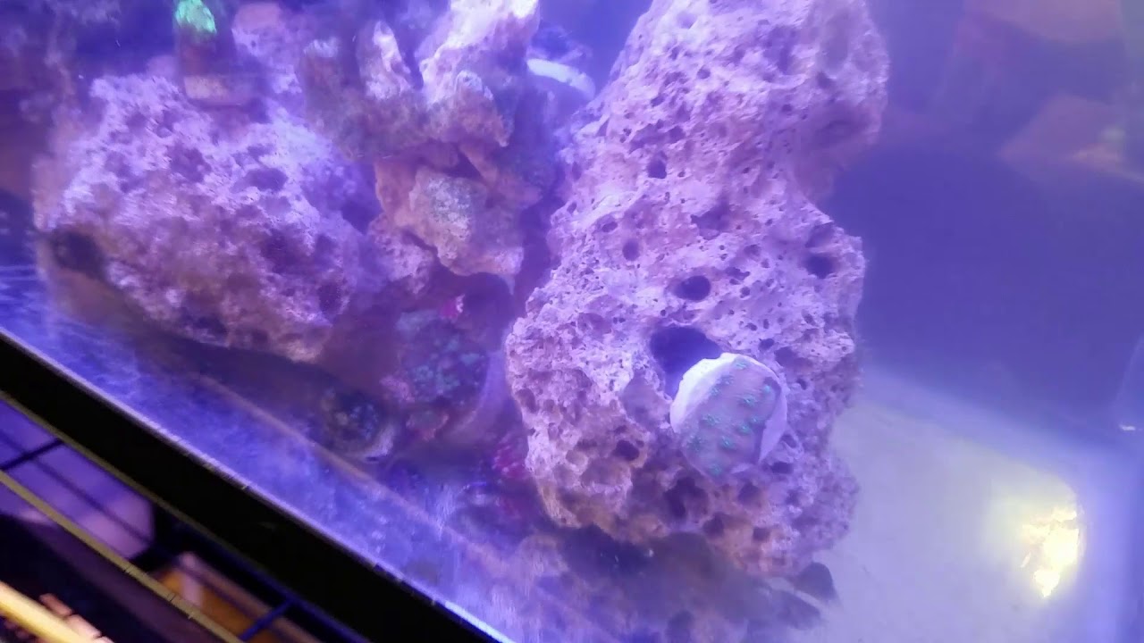 snake oil Saltwater Aquarium Re-Scape and Cleaning