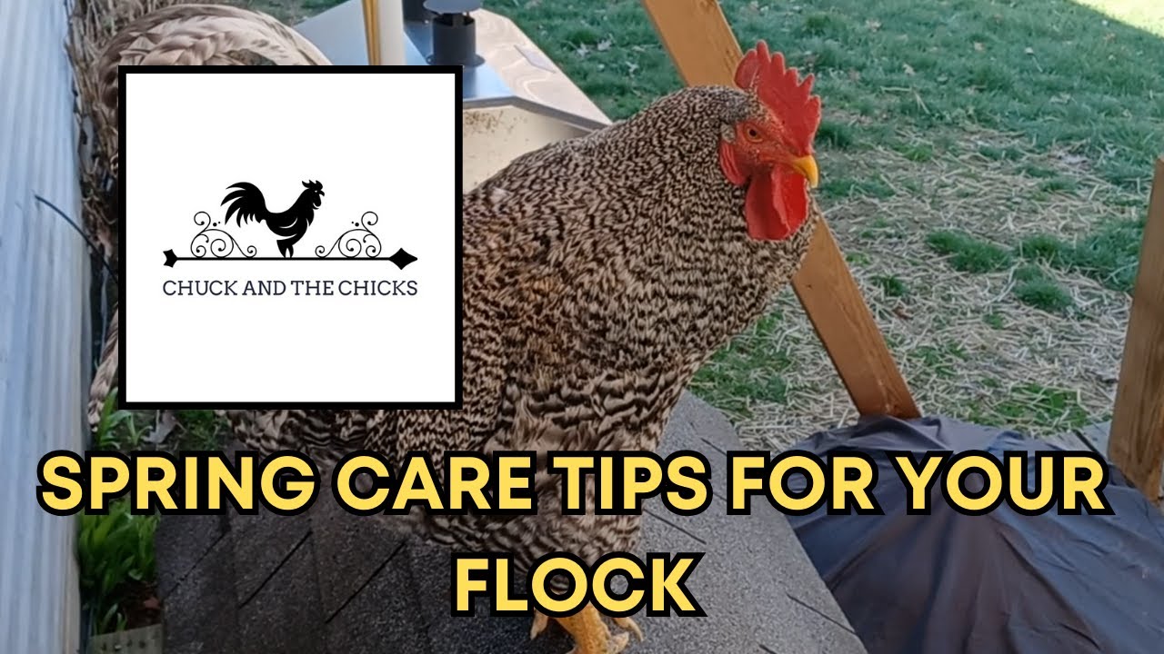 Flock Tips Spring Care Tips For Your Flock - YouTube