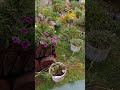 ДАЧА/РАБОТА НА ДАЧЕ#дача #блог #обзордачи #садоводничество #работа#дела#сад#цветы#саоими руками#идеи
