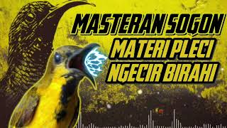 MASTERAN SOGON‼️ MATERI PLECI NGECIR BIRAHI #sogon #sogongacor #sogokontong #sunbird