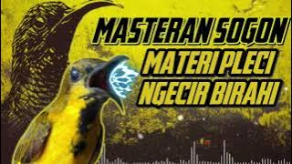 MASTERAN SOGON‼️ MATERI PLECI NGECIR BIRAHI #sogon #sogongacor #sogokontong #sunbird