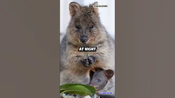 😄 Meet the Quokka: The Happiest Animal on Earth! 🐾