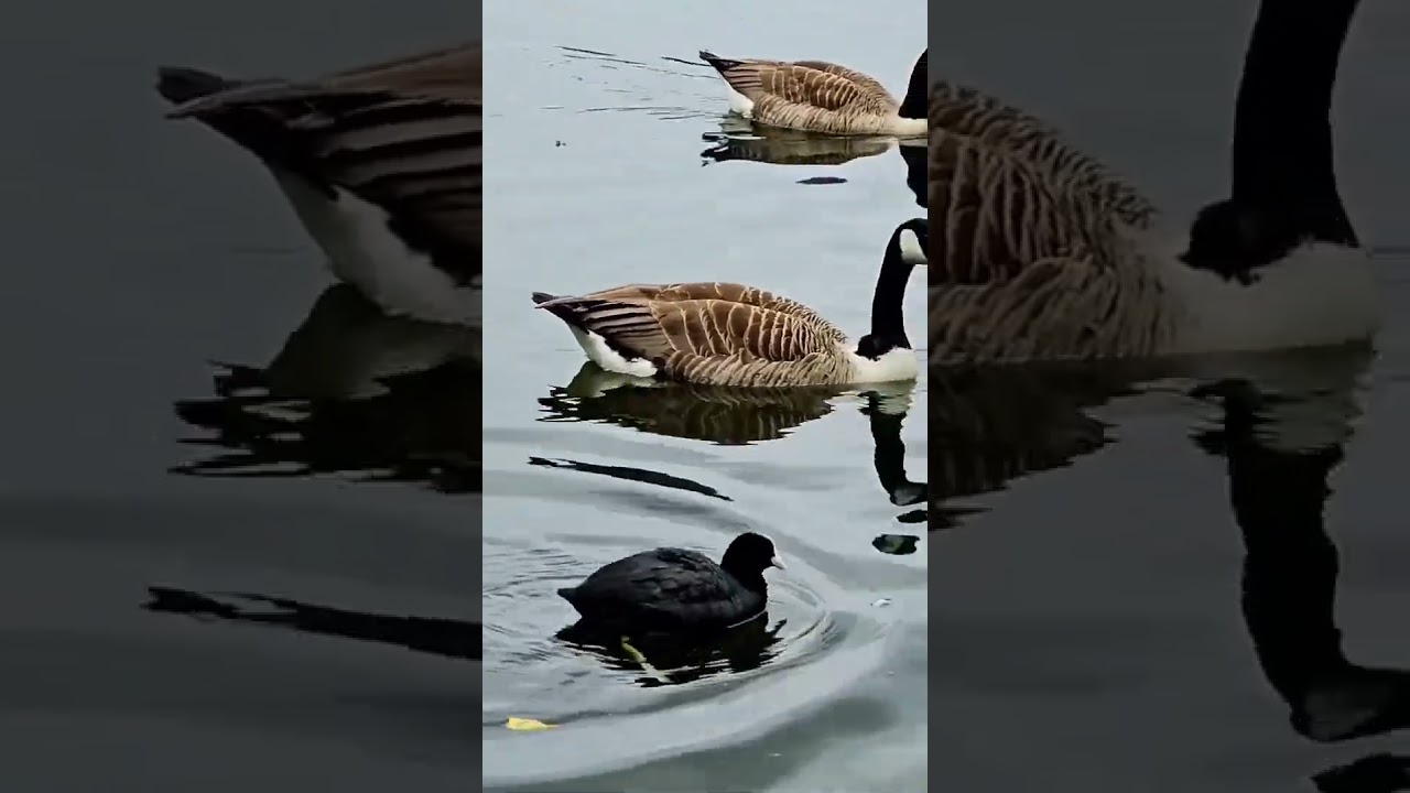 coot bird vs. Geese 