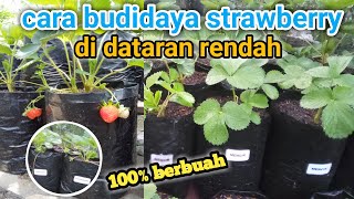 cara budidaya strawberry di dataran rendah