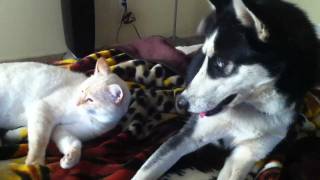 Husky Bothers Sleepy Cat