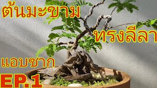 บอนไซต้นมะขามทรงต้นลีลาแอบซากEP.1  ลายศิลป์ Bonsai