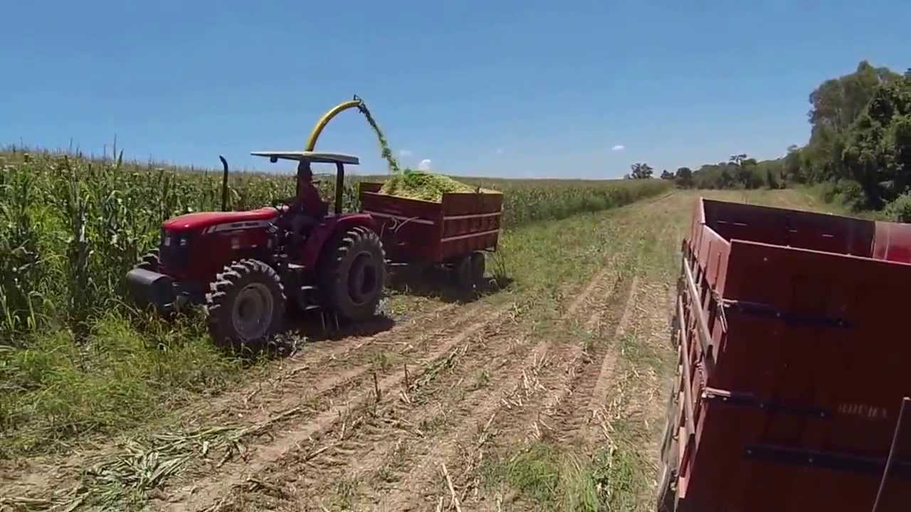 Massey Ferguson 4275 4 Turbo Com Ensiladeira Jf Fazendo Silagem By Geovani Heidemann Massey Ferguson 4275 4 Turbo Com Ensiladeira Jf Fazendo Silagem By Geovani Heidemann