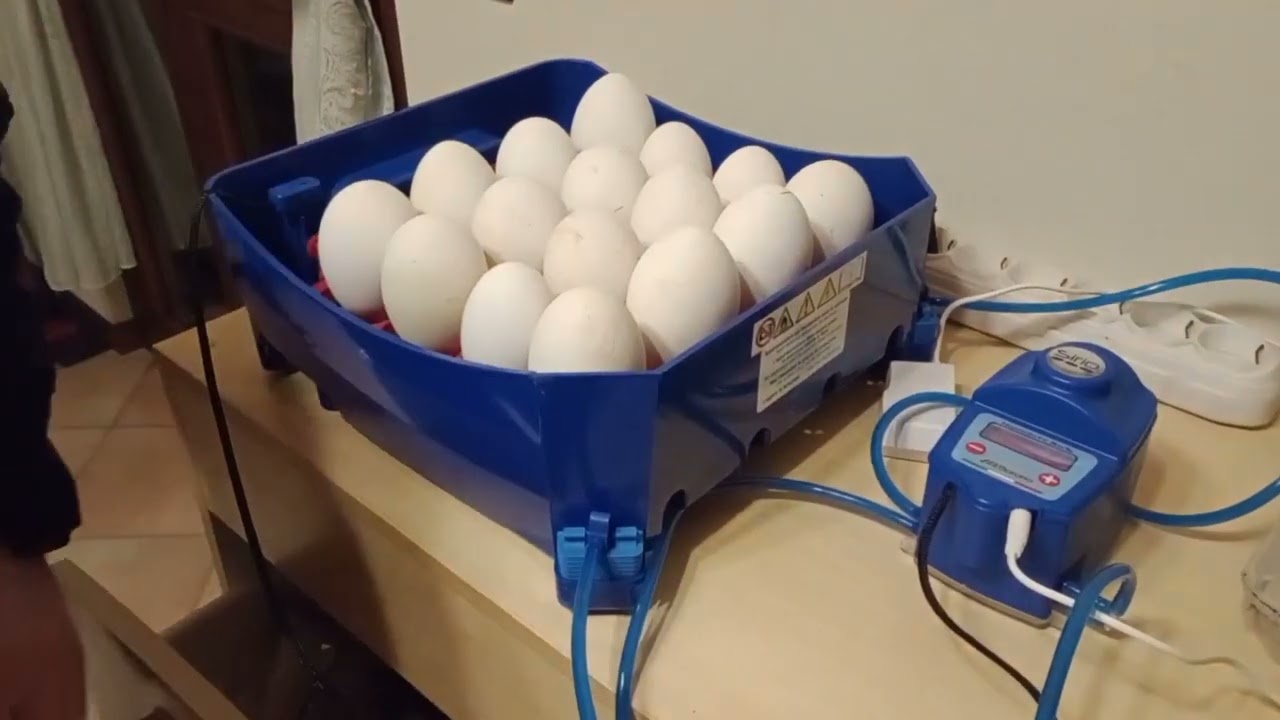 Incubatrice Borotto Lumia 16 Expert.