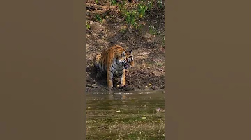 tiger Attack on crocodile at Ranthambhore #attack #ranthambhore #tiger #ranthamborenationalpark