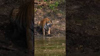 tiger Attack on crocodile at Ranthambhore #attack #ranthambhore #tiger #ranthamborenationalpark
