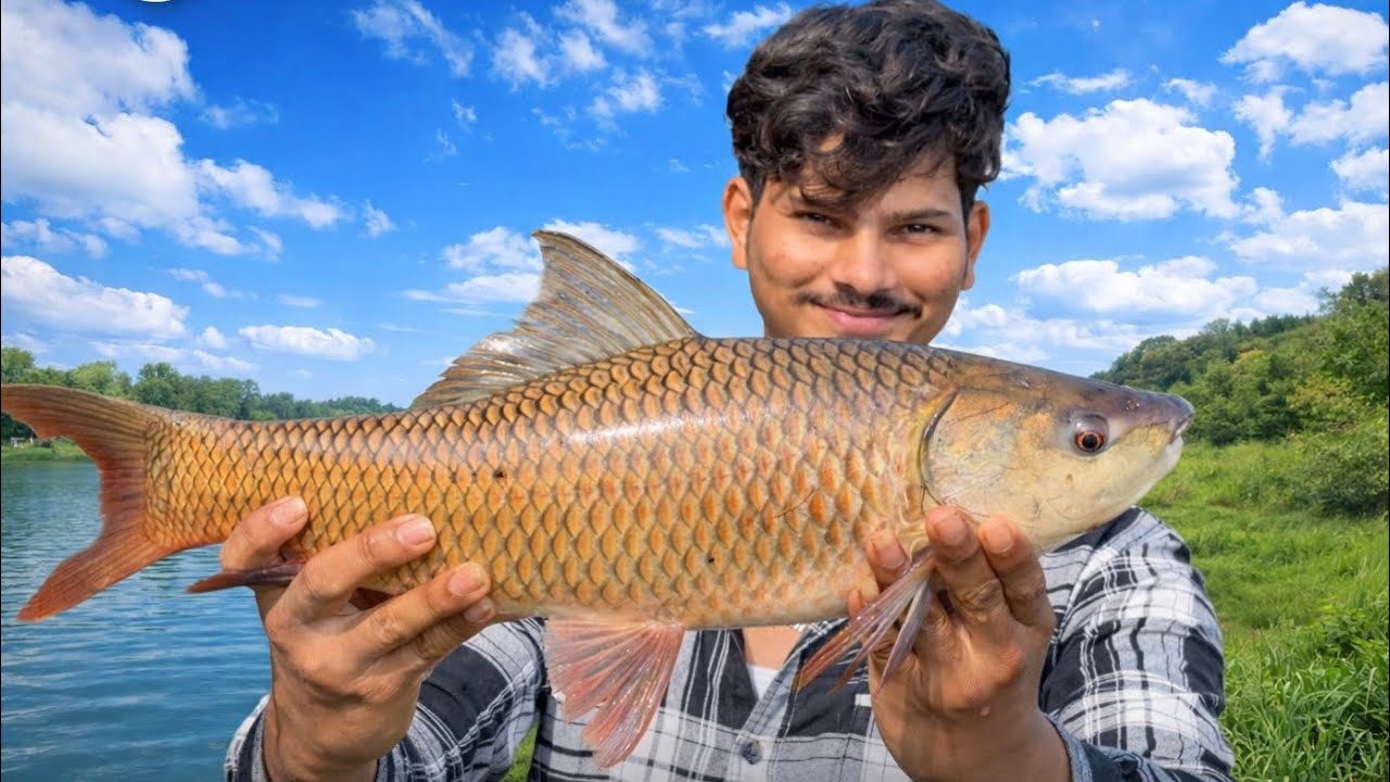 Rahu fishing in river | feeder fishing | guchcha hook | mudda hook | fishing rod | big ravvu fish