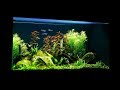 Non-CO2 Budget Aquascape - Maintenance and Update