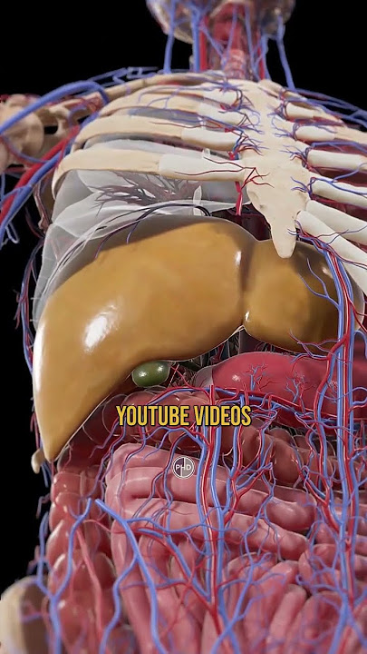 Heart Attack Risks And The Carnivore Diet