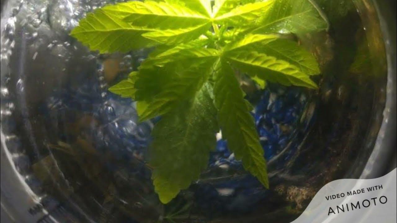 underwater weed, Aquaponics Cannabis growing inside a fish tank 2 YouTube
