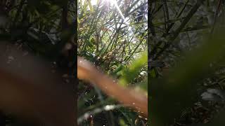 Download Lagu indahnya embun di pagi hari MP3