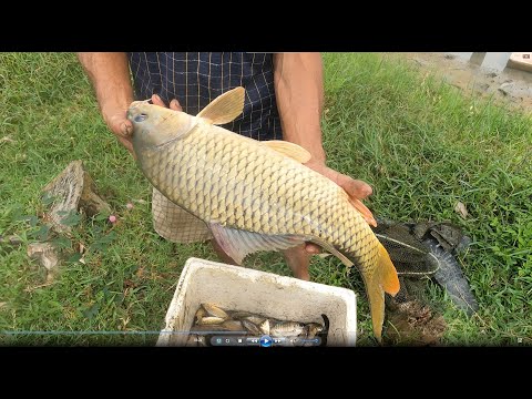 Video 20 FET |NƯỚC NGỌT |Kích Cá | Xiệt CÁ | Xiệt điện nc... - youtube