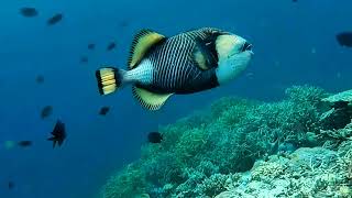 🐟Titan Triggerfish are famous for fiercely protecting their nests in Indo-Pacific🤿🐟