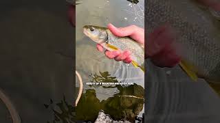 Try THIS technique when fishing with inline spinners #fishing