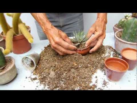 Video: ¿Qué tipo de tierra se necesita para los cactus?