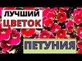 Почему ПЕТУНИЯ лучший цветок моего сада?