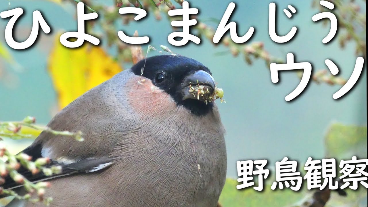 ウソ(小鳥)が本当に丸すぎる🐤秋の野鳥ドアップ - YouTube