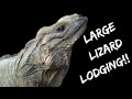 How to Keep Iguanas Indoors