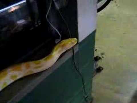 Snake Farm (DG is lame for making me change this title)