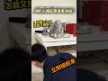 【好玩一直玩】貓咪把東西全撥下 主人被迫參加反應測試！？｜貓｜人類