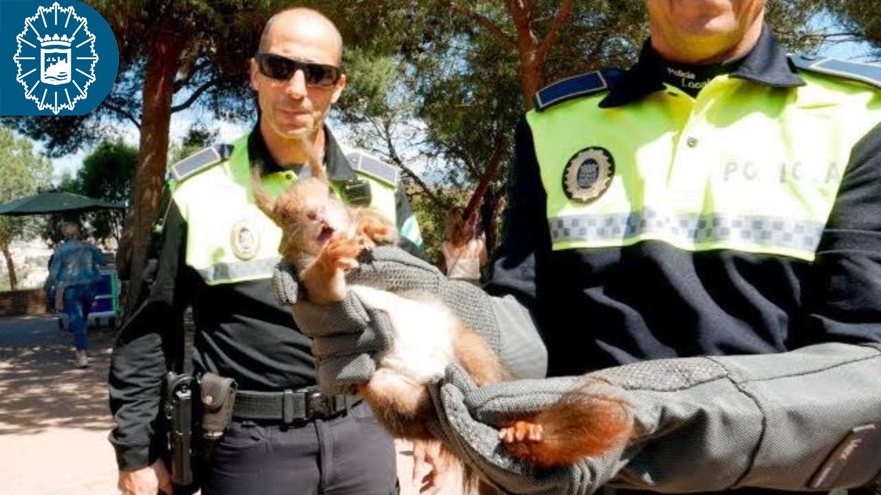 190327 - Policía Local Málaga - GRUPRONA - Recuperada y trasladada una ardilla herida