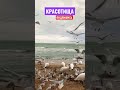 Зимний вечер в Евпатории. Чайки, лебеди и Чёрное море)))