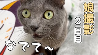 娘に甘えて過ごす2日目の猫たちと娘のお留守番