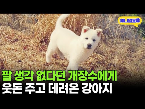 개장수에게 잡혀있던 강아지, 천재인 줄 모르고 데려왔더니 I KBS 동물극장 단짝 230114 방송